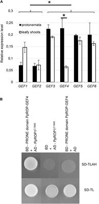 Analysis of the Localization of Fluorescent PpROP1 and PpROP-GEF4 Fusion Proteins in Moss <mark class="highlighted">Protonemata</mark> Based on Genomic “Knock-In” and Estradiol-Titratable Expression